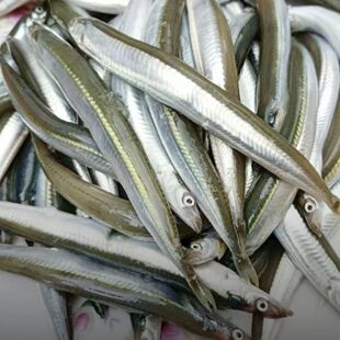 新鲜小青鱼面条鱼本地玉筋鱼海捕小银鱼冷冻水产香煎油炸