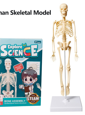 全身人体骨骼模型解剖器官套件医用教学 儿童科学STEM教育玩具DIY