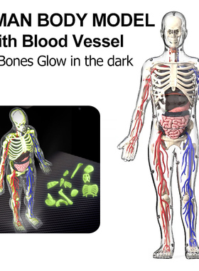 4D夜光血管人体模型 医用教学骨胳人体模型 DIY拆卸拼装儿童玩具