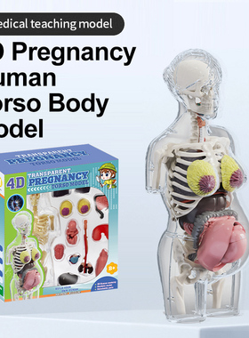 4D透明孕妇怀孕妊娠人体模型器官解剖学躯干医用教学 DIY组装玩具