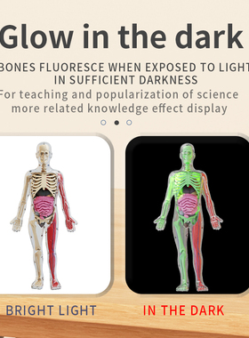 夜光全身人体骨骼模型解剖器官套件医用教学 儿童科学STEM教育DIY