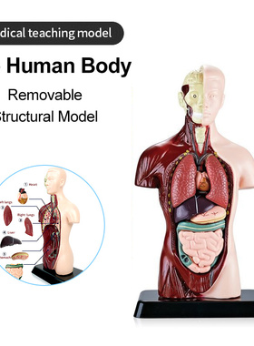 人体半身模型 解剖器官套件医用教学儿童科学STEM教育DIY拆卸组装