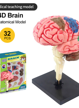 人体大脑解剖模型器官套件医用教学 儿童科学STEM教育DIY拆卸组装