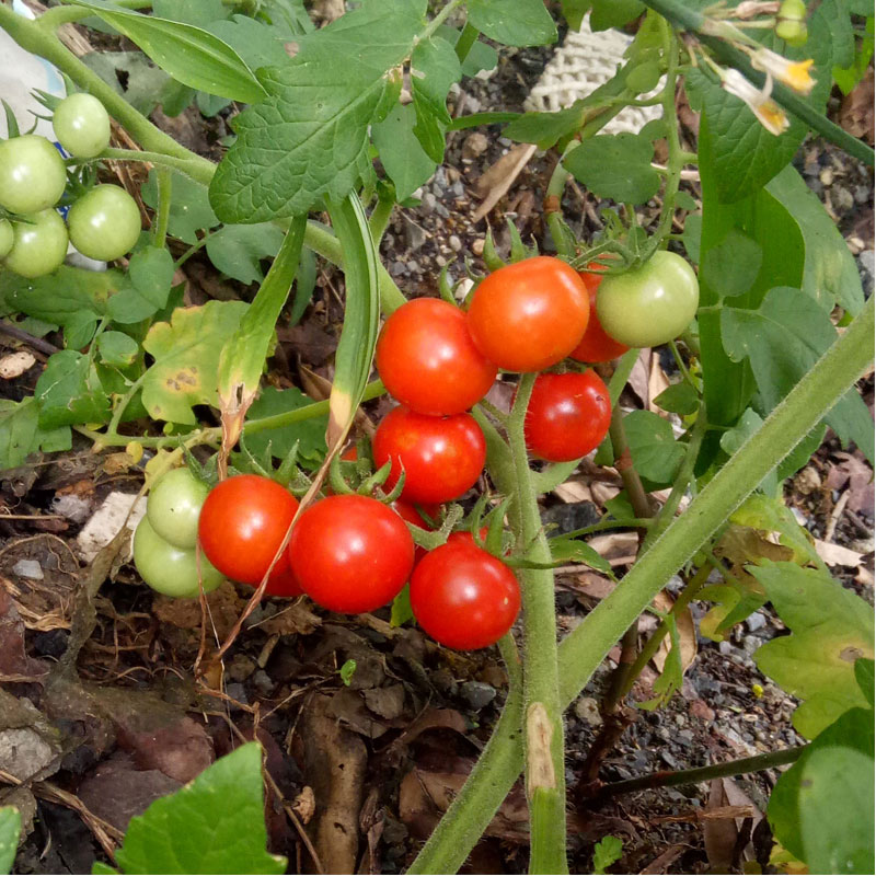 贵州野生小番茄西红柿毛辣果酸汤鱼火锅天然原料新鲜果子4斤包邮