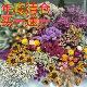 买一送一年底清仓天然植物真花干花勿忘我玫瑰向日葵千日红装 饰