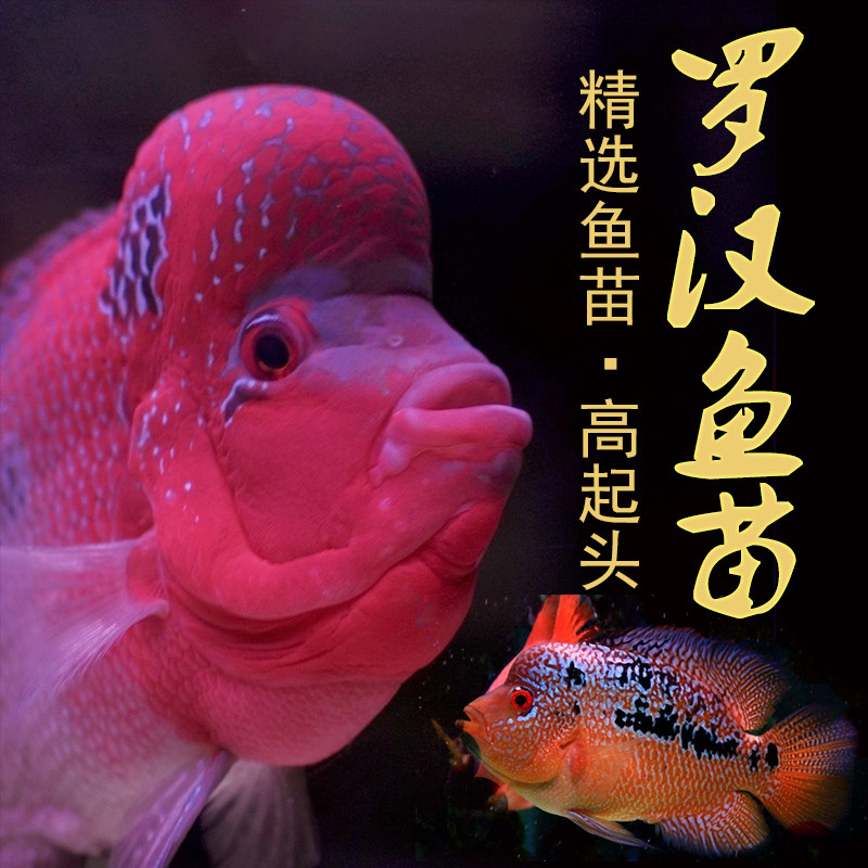 泰国罗汉鱼苗品牌精品汇聚 价格大全移动版 最宠网
