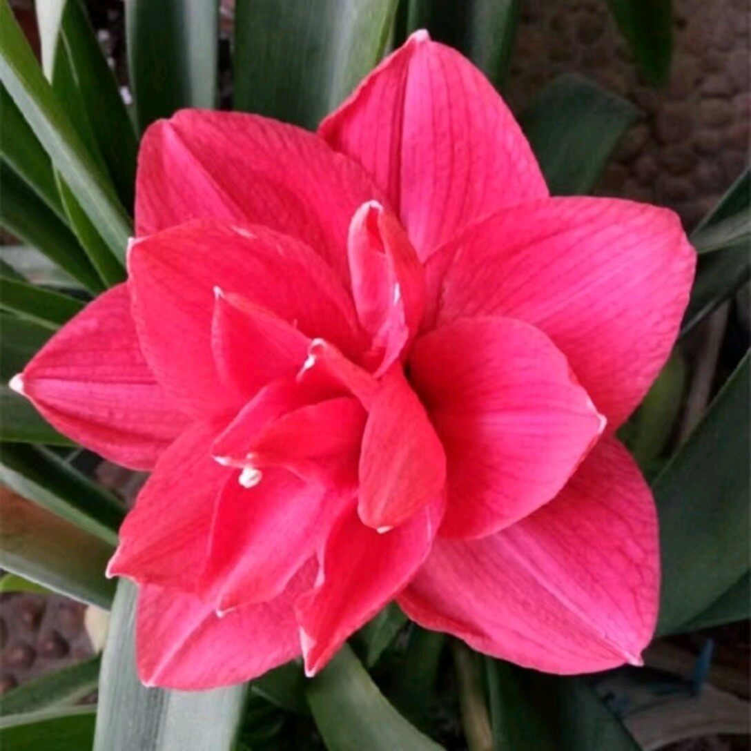 朱顶红天后花苗