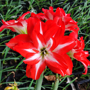 重瓣朱顶红闪电裸根球 种球花卉多年生盆栽