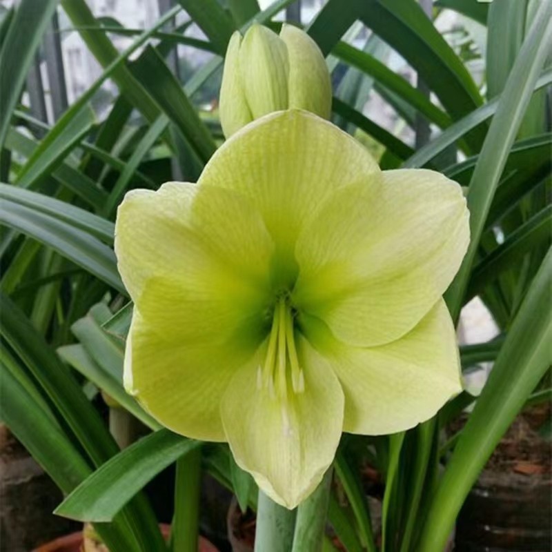 朱顶红幻想曲花苗  多年生盆栽 好养活