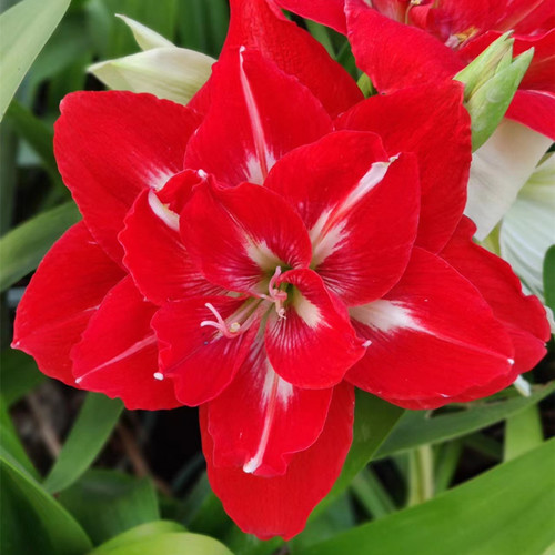 重瓣朱顶红幸福妮芙多年生