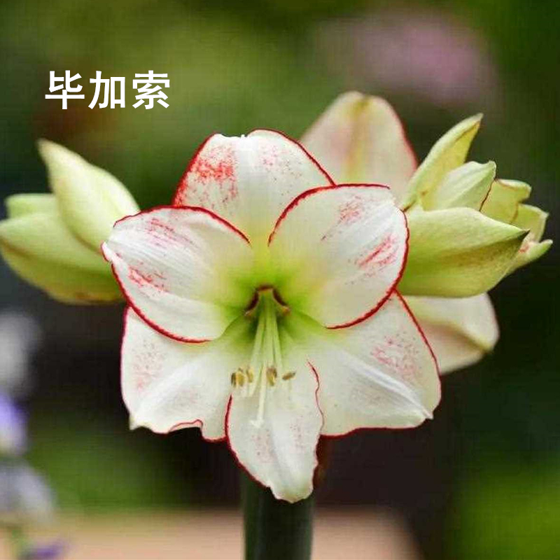 朱顶红毕加索 多年生