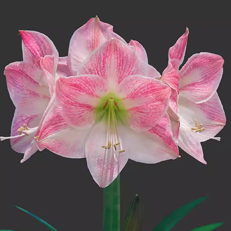 朱顶红樱花种球 多年生球根花卉