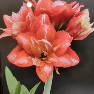 球迷朱顶红精卫裸根球