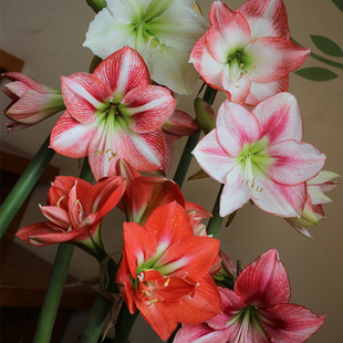 球迷朱顶红混色种球 随机发货