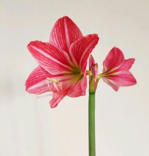 白肋朱顶红曼谷玫瑰 泰国玫瑰 泰国朱顶红花苗 观叶花卉