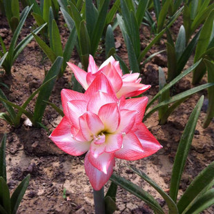 朱顶红花孔雀裸根球 重瓣