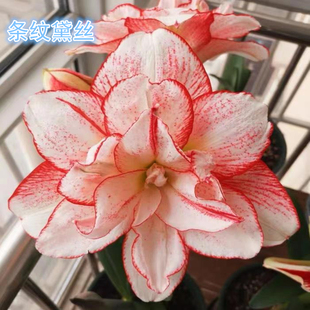 重瓣朱顶红条纹黛丝种球