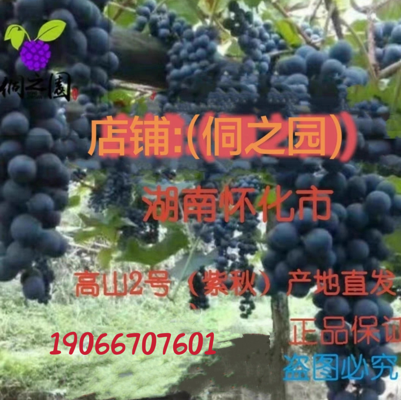 怀化高山刺葡萄2号紫秋优质树苗紫球果树苗酿酒特色黑珍珠葡 盆栽