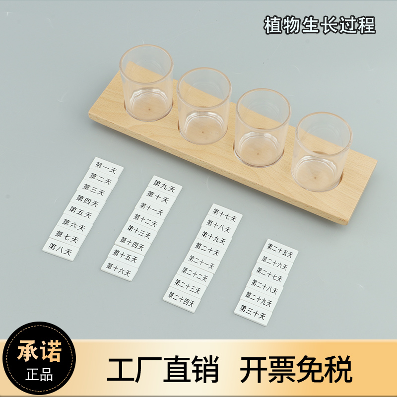 可美特蒙氏教具植物生长过程