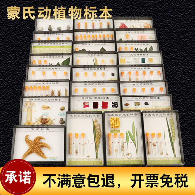 蒙氏教具幼儿早教科学知识青蛙蚊子小麦大豆花生成长史动植物标本