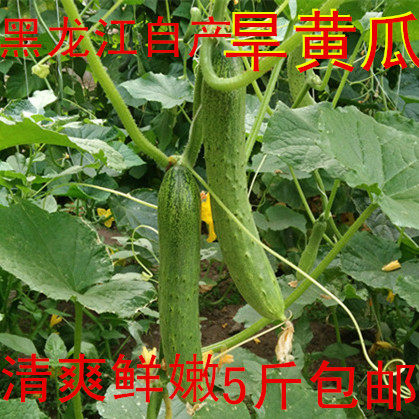 黑龙江农夫家新鲜旱黄瓜嫩绿黄瓜