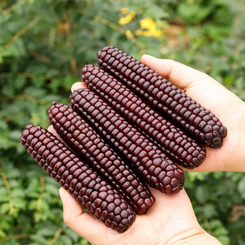 云南特产西双版纳傣家老品种紫香糯拇指小玉米香甜糯迷你手指玉米