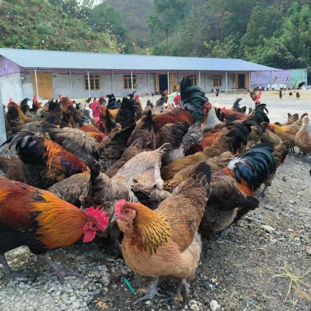 南丹瑶鸡林下散养土鸡黑脚鸡整鸡肉甜汤鲜现宰顺丰空运／EMS包邮