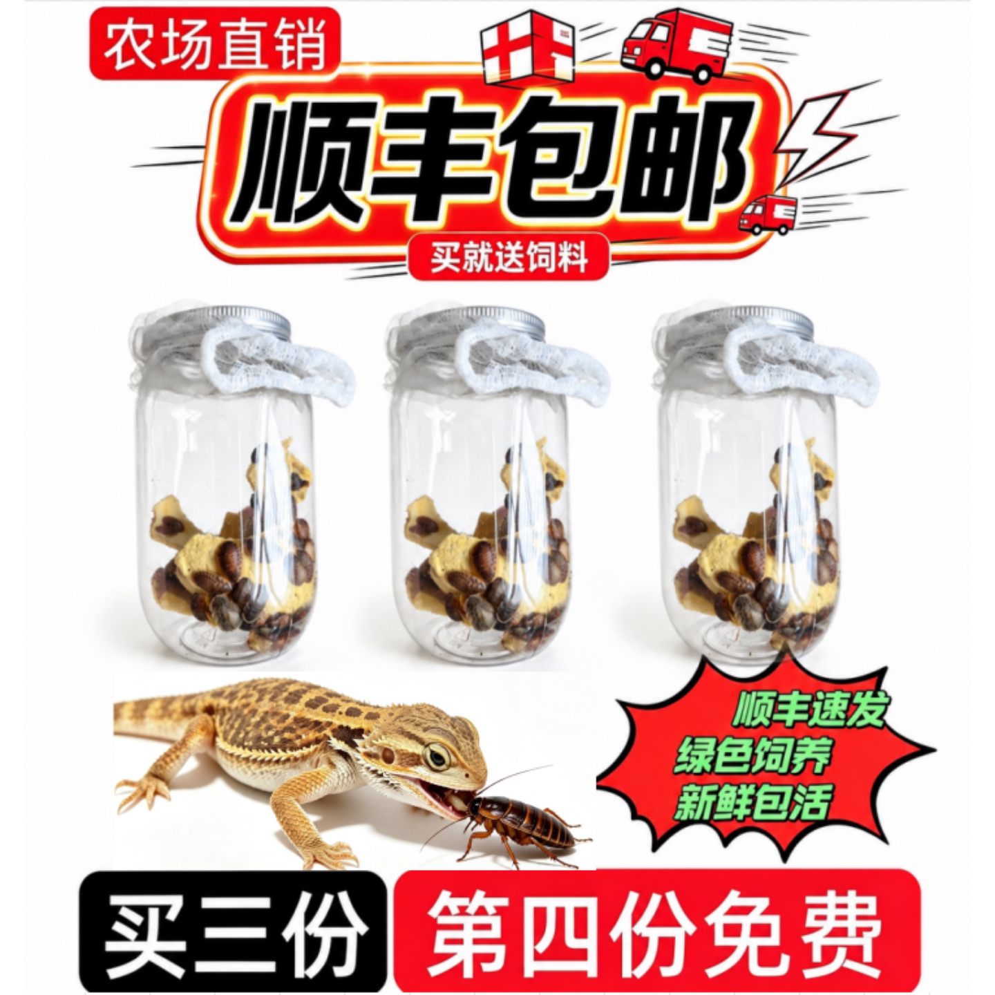 杜比亚蟑螂活体饲料高营养易饲养