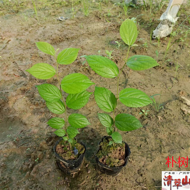 苗圃供应朴树苗 庭院园林绿化树道路别墅景观树 净化空气美观好养
