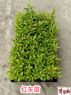 红车苗 庭院盆栽绿化工程苗木优质彩叶地被植物净化空气 美观好养