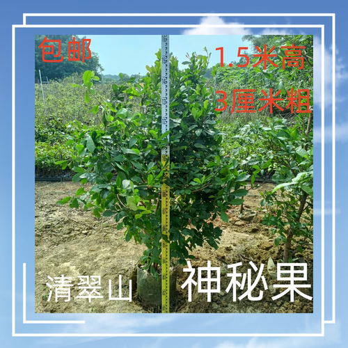 神秘果树 庭院 公园 阳台观花观果绿植盆栽 净化空气 美观 包邮
