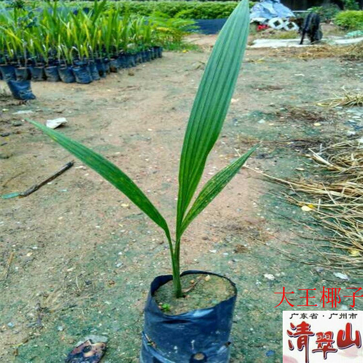 大王椰子苗棕榈科盆栽花卉观叶植物庭院别墅绿化苗木净化空气美观