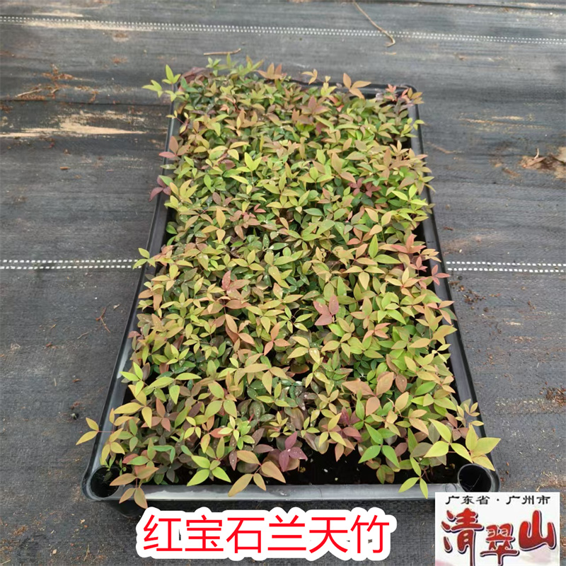 红宝石南天竹苗净化空气绿植