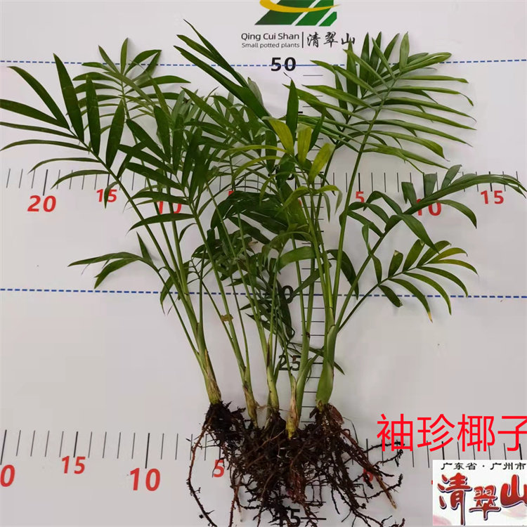 袖珍椰子盆栽室内茶几窗台创意微景观花卉绿植耐阴净化空气可水培