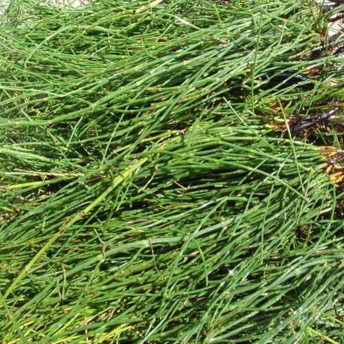 现采野生节节草新鲜竹节草笔杆草木贼草中草药材木贼草长条盆栽