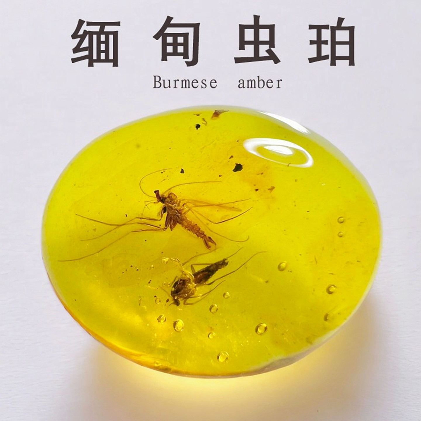 纯天然缅甸琥珀蜜蜡虫珀植物活水胆昆虫化石吊坠收藏标本科普保真