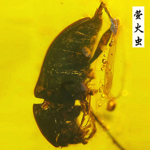 纯天然缅甸真琥珀蜜蜡原石虫珀甲虫萤火虫收藏级昆虫化石标本吊坠