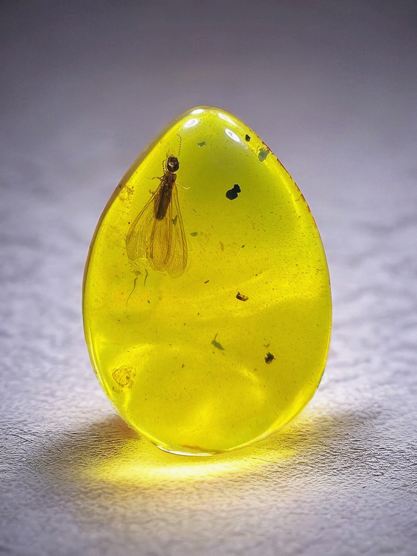 Myanmar amber raw ore pure natural gold-blue-blood amber insect a
