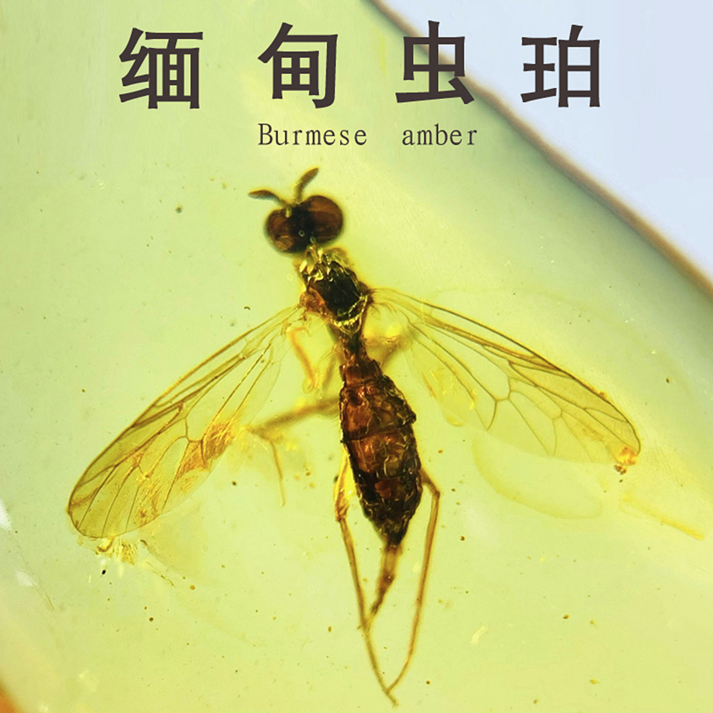 纯天然缅甸老蜜蜡琥珀昆虫标本虫珀化石教学科普正品珠宝项链收藏