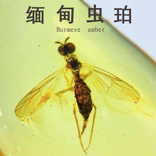 纯天然缅甸蜜蜡琥珀昆虫化石标本