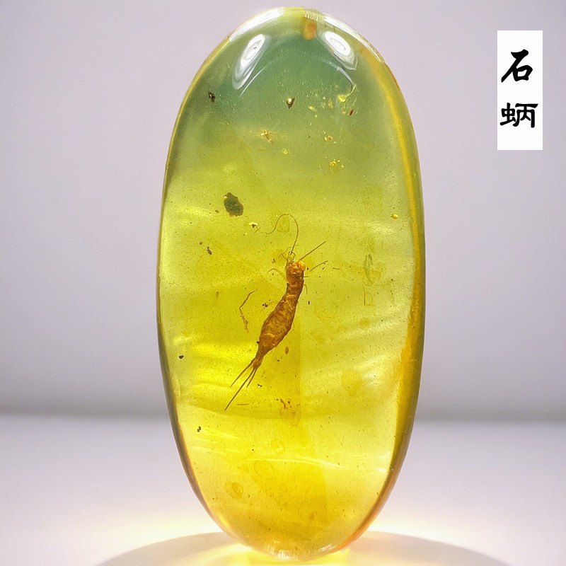 纯天然缅甸真琥珀原石老蜜蜡石蛃虫珀衣鱼昆虫白垩纪化石标本吊坠