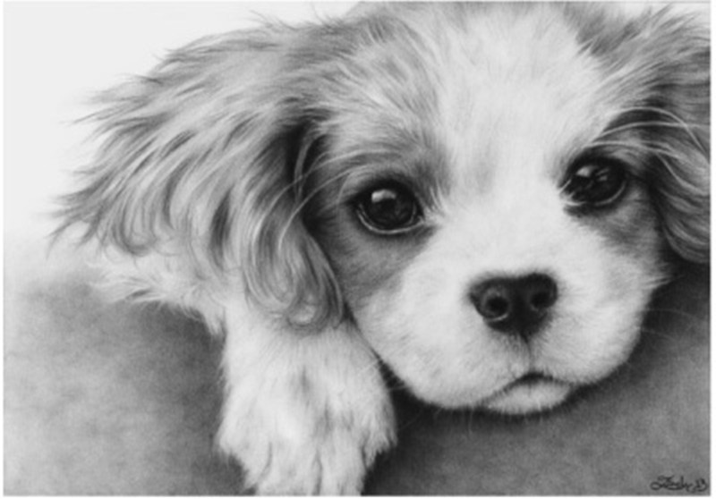 hae十字绣2022新款线绣25ct黑白狗自己手工挂线卧室小件dmc标记布