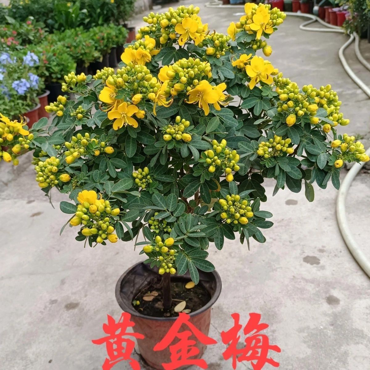 黄金梅盆栽带花苞多年生耐寒耐热庭院阳台花卉好种好活植物