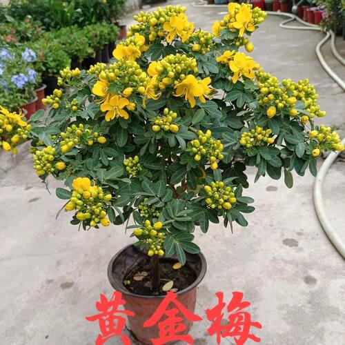黄金梅盆栽带花苞多年生耐寒耐热庭院阳台花卉好种好活植物