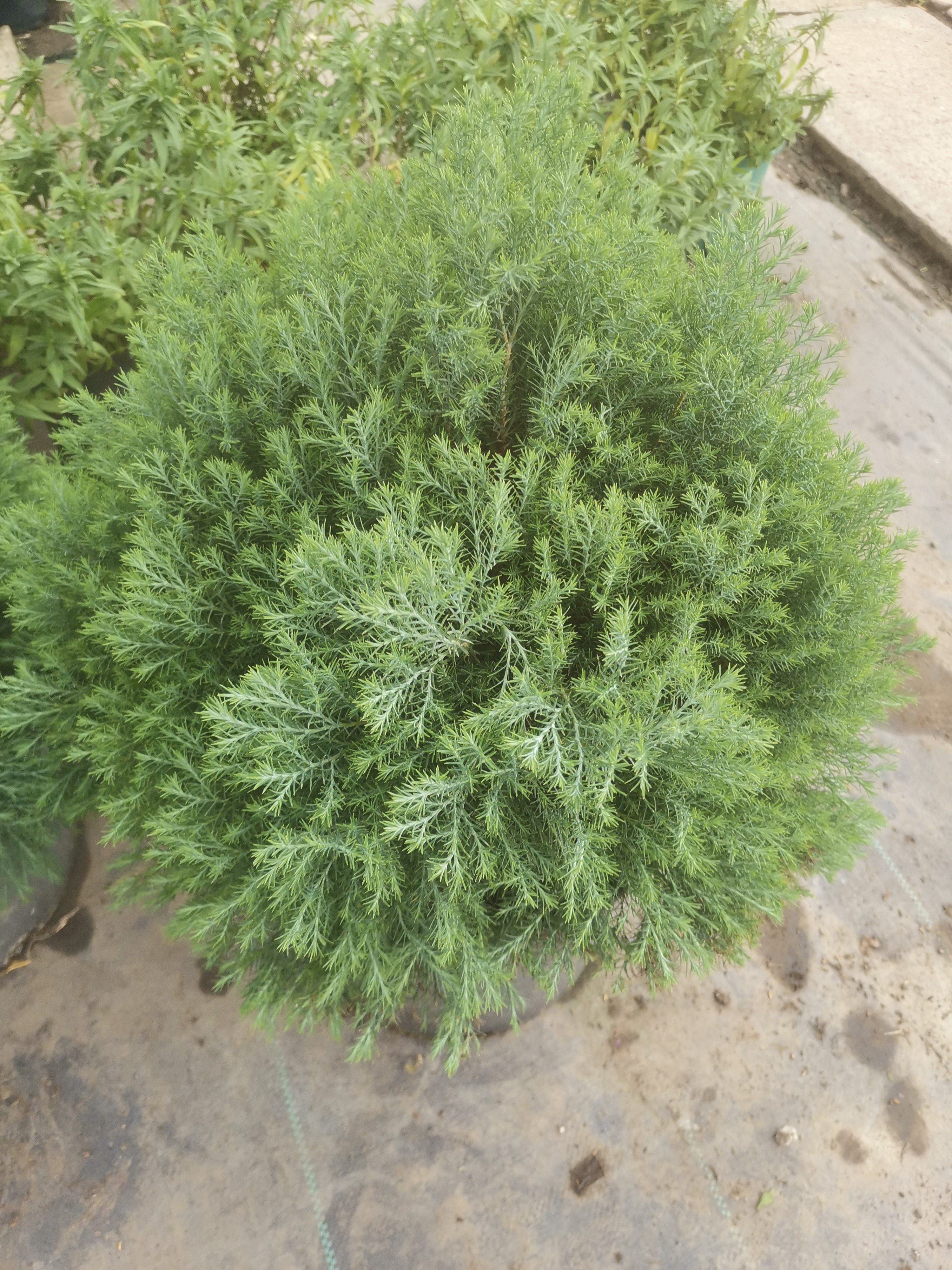 皮球松盆栽 松柏球球形的柏树室内外绿色小植物四季常青空气好