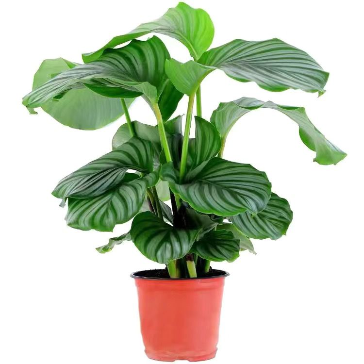 青苹果竹芋北欧ins风绿植网红好养植物办公室情绪解压吸甲醛盆栽