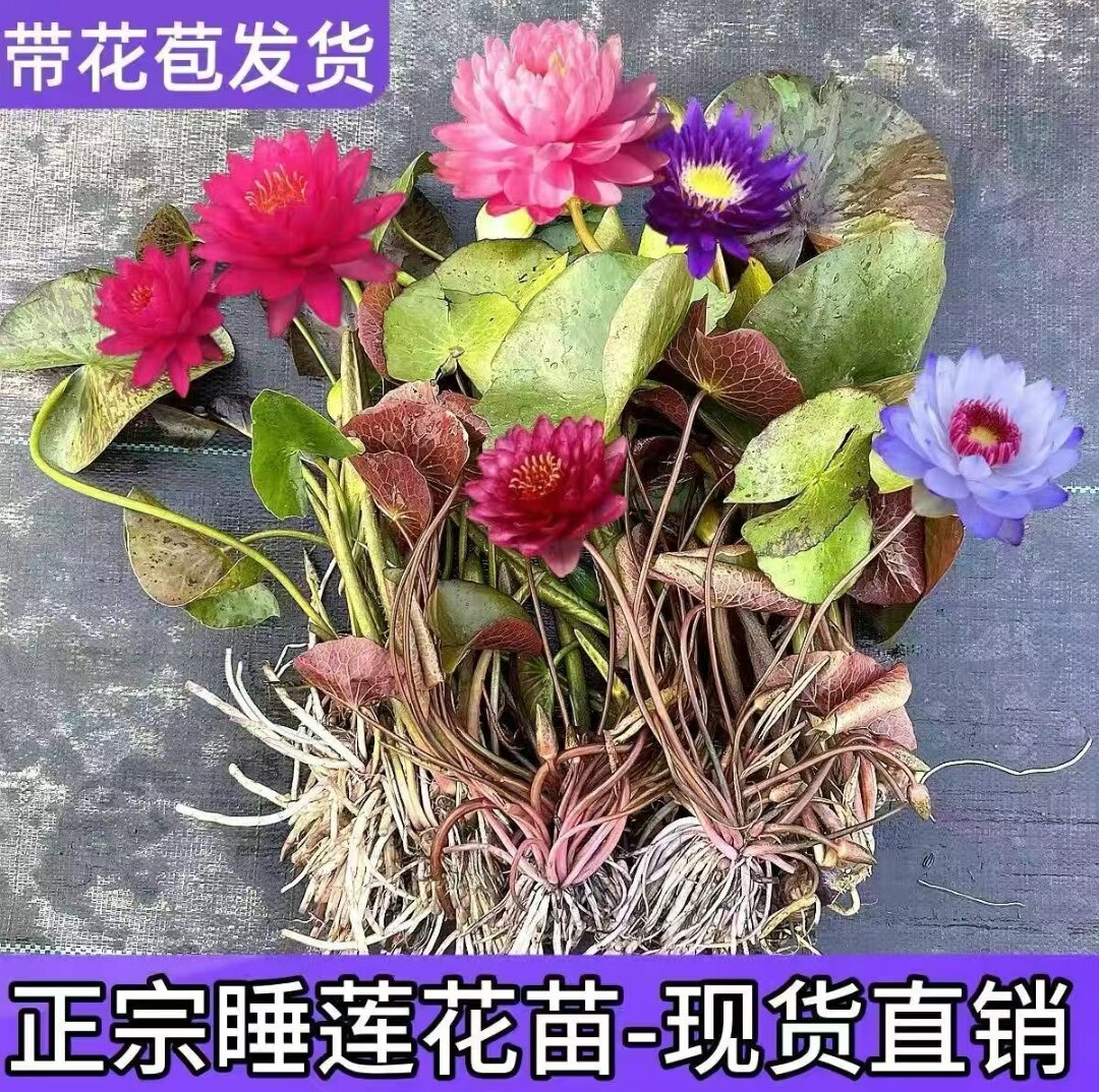 睡莲花池塘水缸大睡莲根块花卉培四季好活根茎耐寒水培植物水生苗