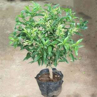 盆栽绿植花卉夜来香阳台庭院植物树苗办公室盆栽夜来驱蚊净化空气