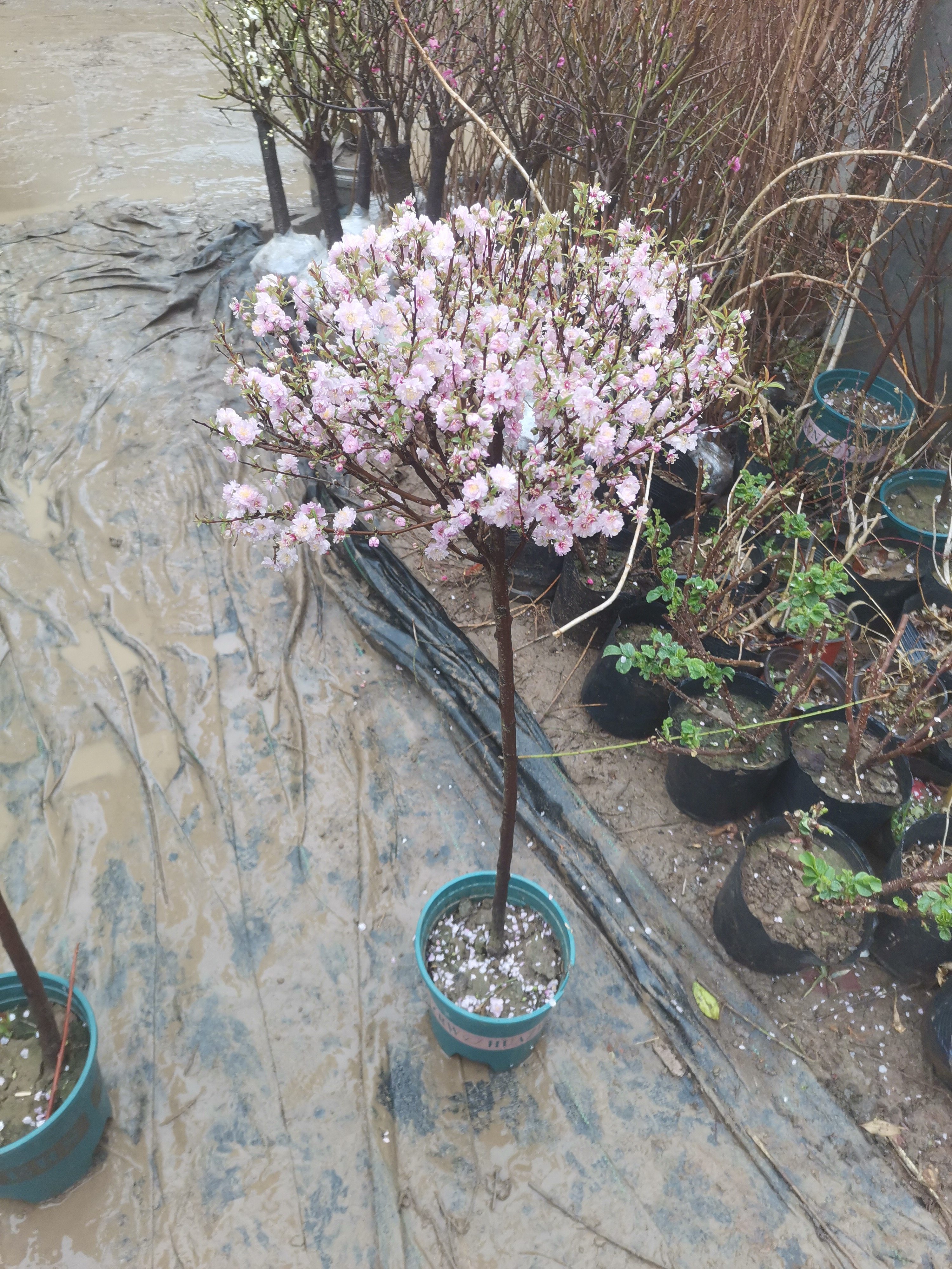 独杆棒棒糖榆叶梅重瓣大花庭院栽种花卉绿植耐寒耐高温粉色梅花