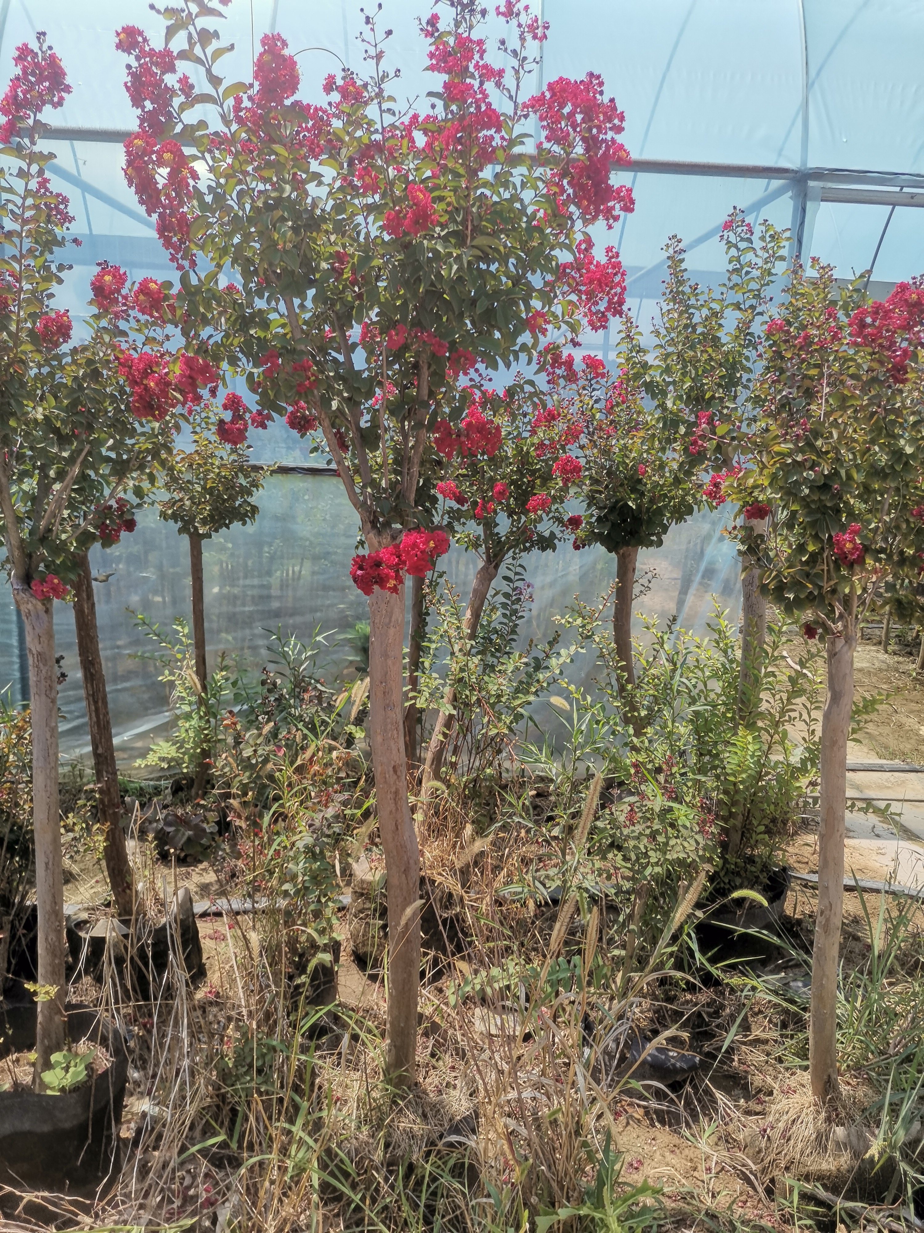 独杆紫薇花满堂红紫薇花盆栽棒棒糖树苗庭院花卉绿植矮化紫薇花